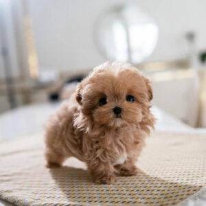 Puppy Name : Zara