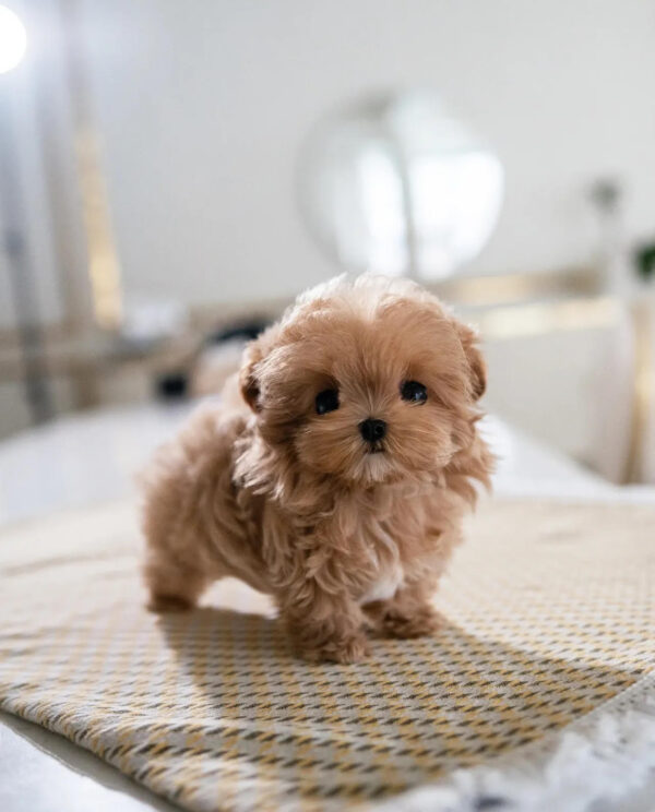 Puppy Name : Zara