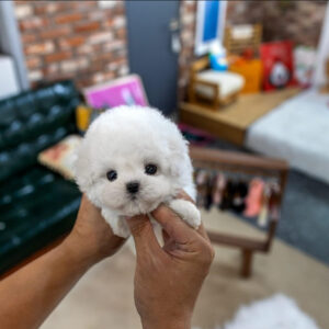Puppy Name : Zoe