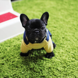 Puppy Name : Lucky
