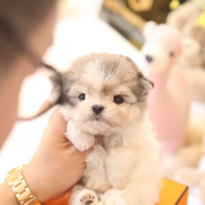 Puppy Name : Lulu