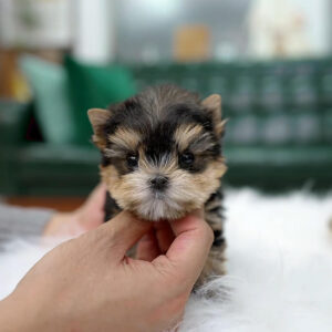 Puppy Name : A.J