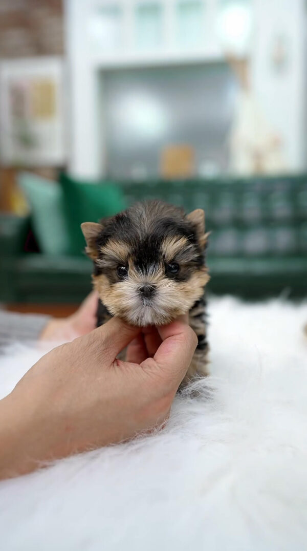 Puppy Name : A.J