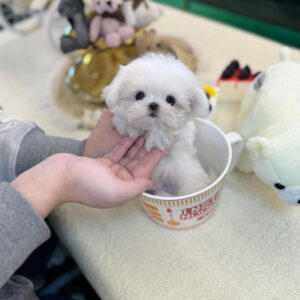Puppy Name : Alex