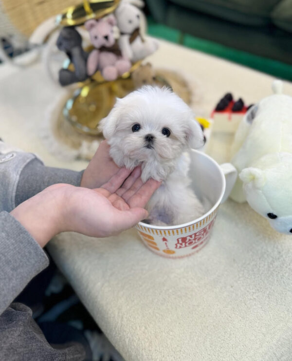 Puppy Name : Alex