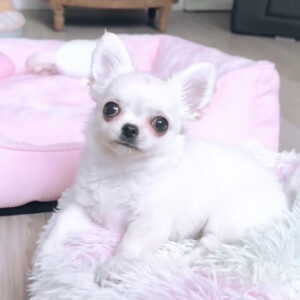 Puppy Name : Apolo