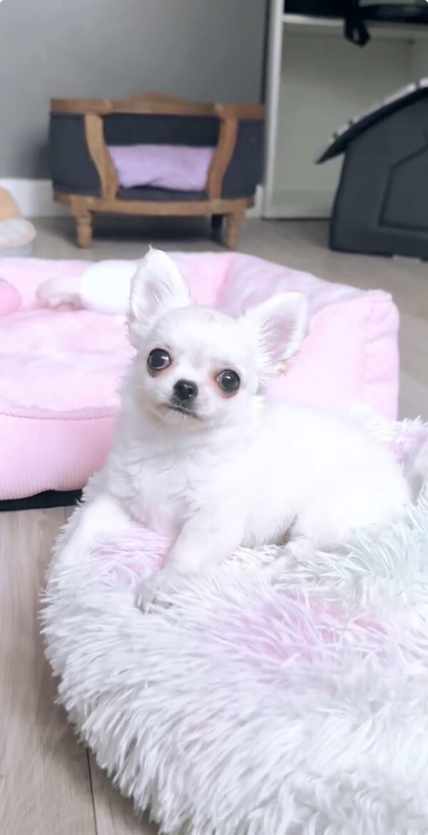 Puppy Name : Apolo