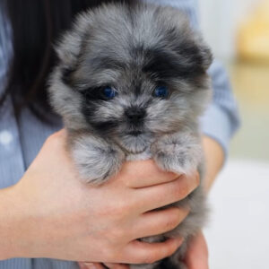 Puppy Name : Aries