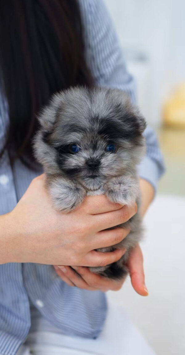 Puppy Name : Aries