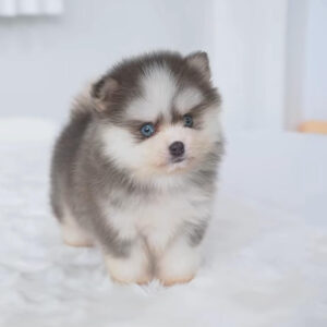 Puppy Name : Ben