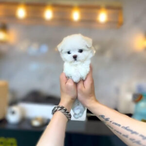 Puppy Name : Benji