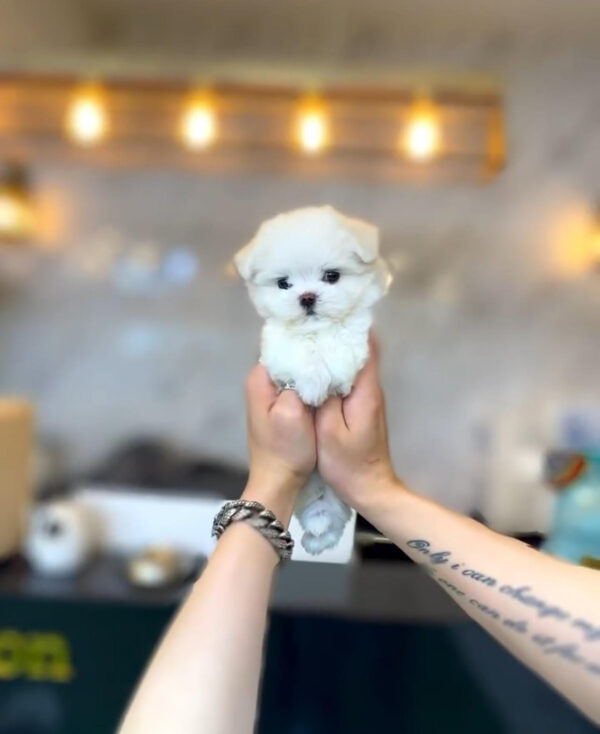 Puppy Name : Benji