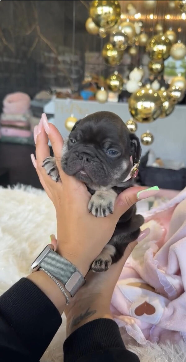 Puppy Name : Bo