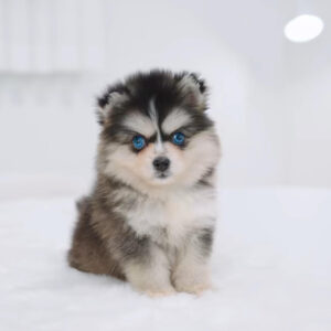 Puppy Name : Bobby