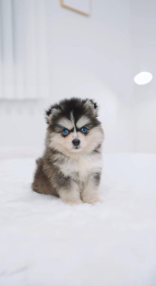 Puppy Name : Bobby