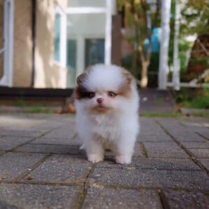 Puppy Name : Chance