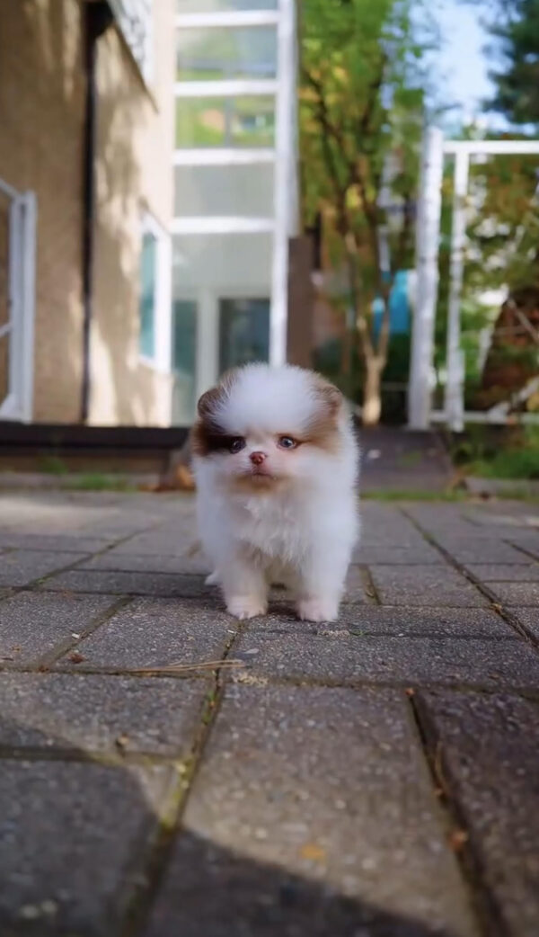 Puppy Name : Chance