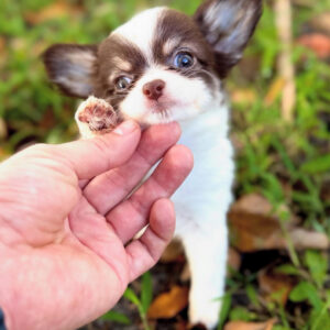 Puppy Name : Chase