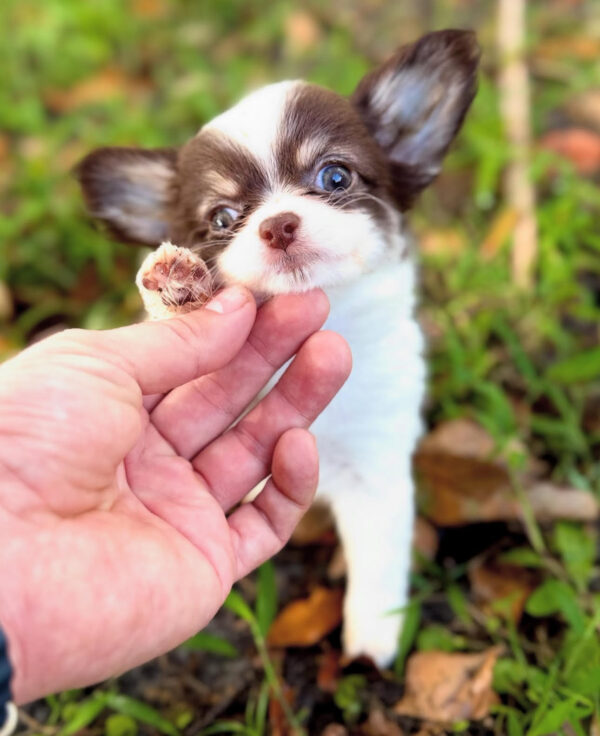 Puppy Name : Chase