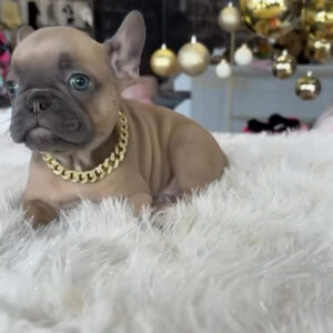 Puppy Name : Coby