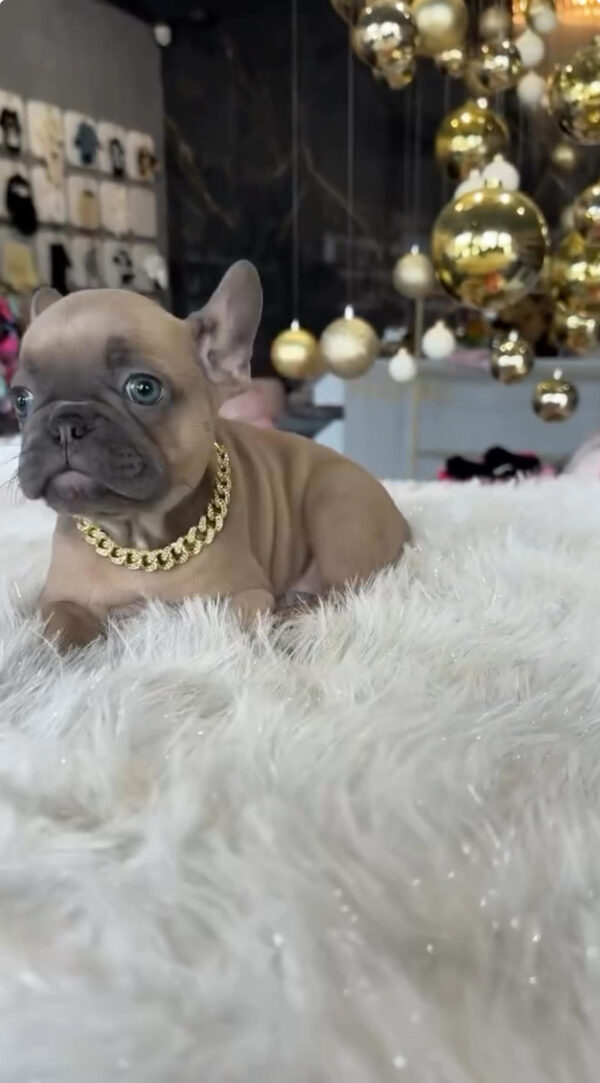 Puppy Name : Coby