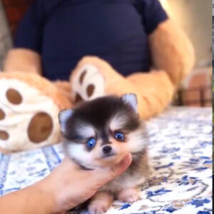 Puppy Name : Cody