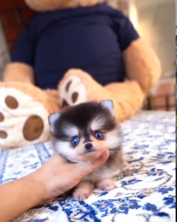 Puppy Name : Cody