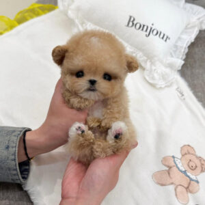 Puppy Name : Dax