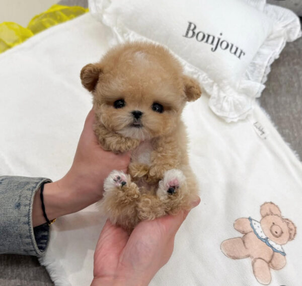 Puppy Name : Dax