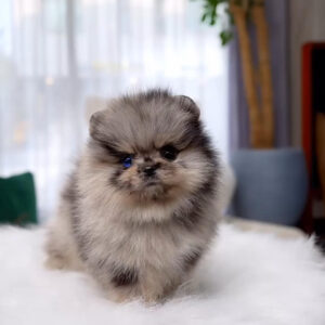 Puppy Name : Dexter