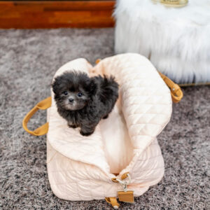 Puppy Name : Duke