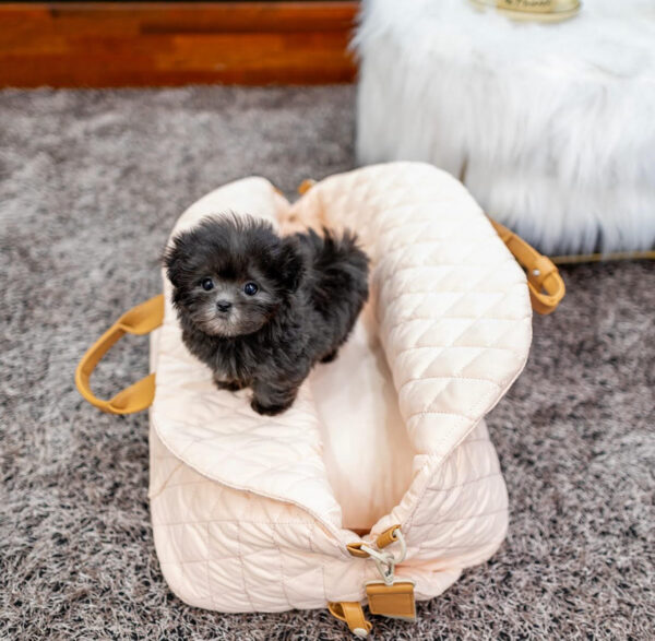 Puppy Name : Duke