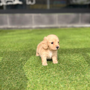 Puppy Name : Fankie