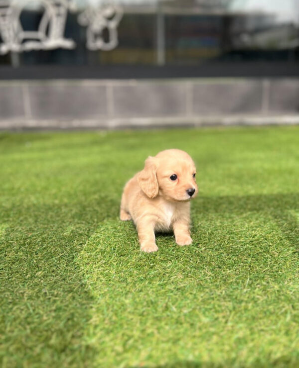 Puppy Name : Fankie