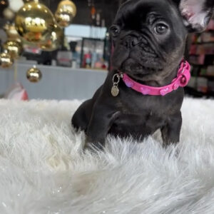 Puppy Name : Henry