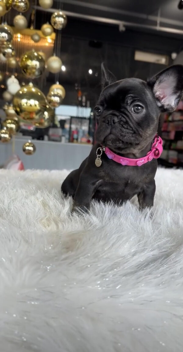 Puppy Name : Henry