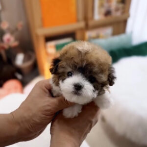 Puppy Name : Hunter