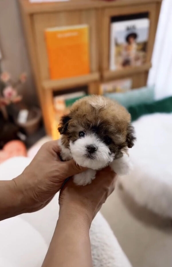 Puppy Name : Hunter