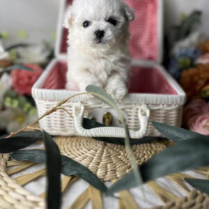 Puppy Name : Jack