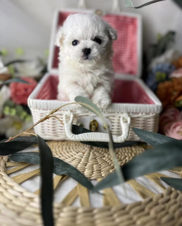 Puppy Name : Jack