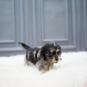 Puppy Name : Jax