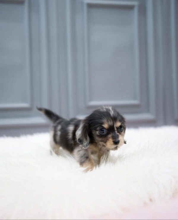 Puppy Name : Jax