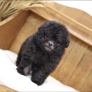 Puppy Name : Karl