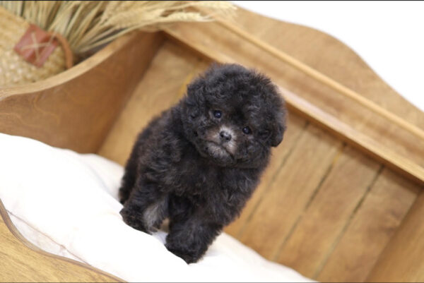 Puppy Name : Karl