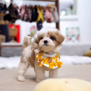 Puppy Name : Leo