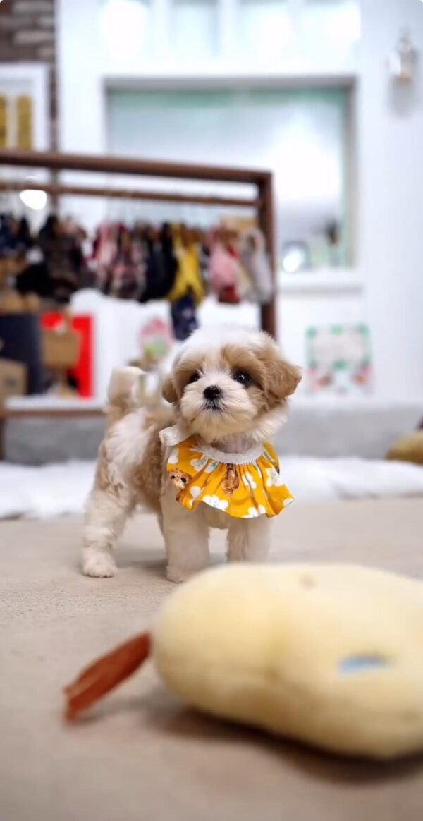 Puppy Name : Leo