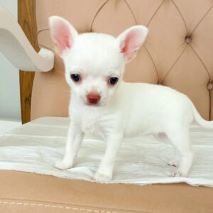 Puppy Name : Leo