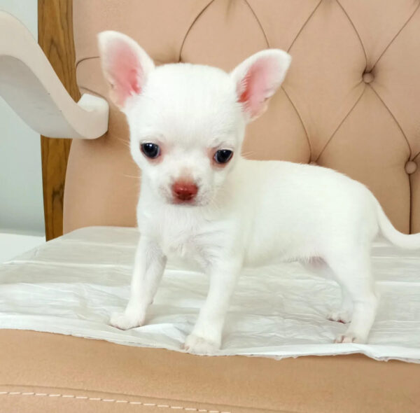 Puppy Name : Leo