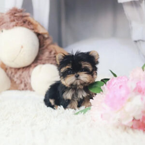Puppy Name : Mack