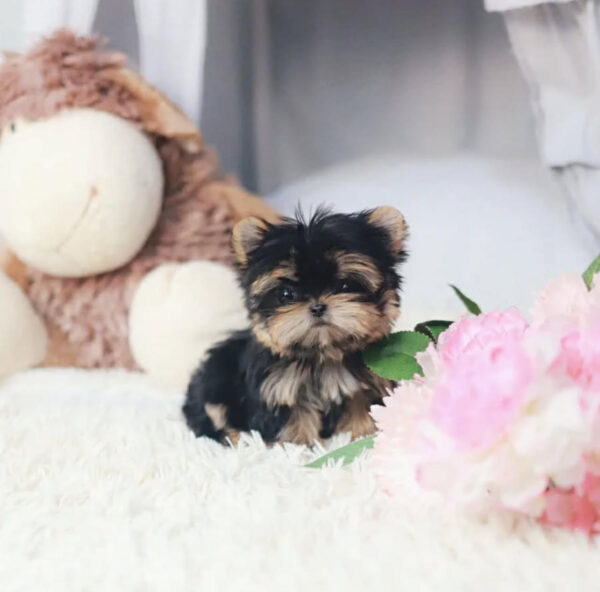 Puppy Name : Mack
